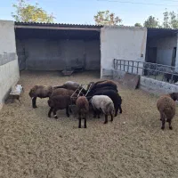 حیوانات مزرعه