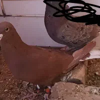 کفتر|پرنده|رفسنجان, |دیوار