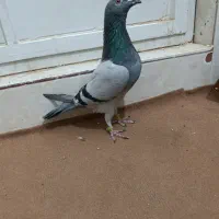 نر پلاکی|پرنده|اردکان, |دیوار