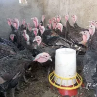 بوغلمون برنز انگلیسی|حیوانات مزرعه|بروجرد, |دیوار