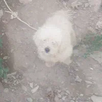 سگ شیتزو|سگ|چهاردانگه (تهران), |دیوار