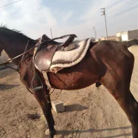 فروش اسب|اسب و تجهیزات اسبسواری|آران و بیدگل, |دیوار