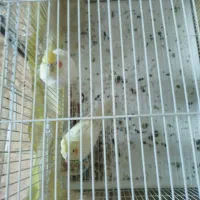 عروس هلندی
