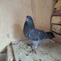 دمگیر زره یا غلاغ زره