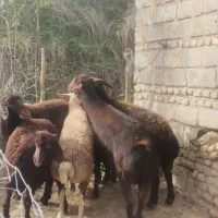 گوسفند چاق سالم