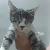 گربه ی نابینا