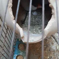 فنچ مصری سیلور و زبرا