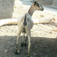 گیسه بربری آبستن ۳ ماه