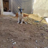 سگ ژرمن.افغانی.قهدرجونی