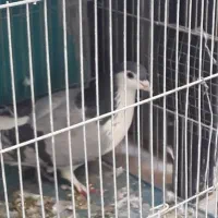 کفترسرخ کاکولی دوم دارنربه شرط وجوجه پلاکی نر|پرنده|خمینیشهر, |دیوار