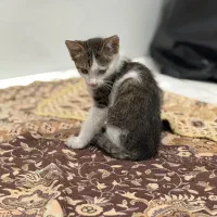 بچه گربه|گربه|لاهیجان, کوی زمانی|دیوار