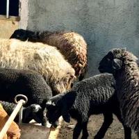 میش بره دار