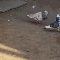 پرندع کبوتر گم شده