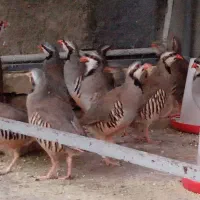 جوجه مرغ بلدرچین بوقلمون(نوراباد،ارسال،حضوری)