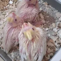 جوجه عروس هلندی