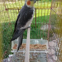 عروس هلندی نر