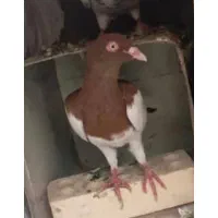 کفتر شهرستانی