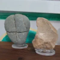 فروش تفسیل چندمیلیون ساله برگ.صدف.حلزون.کندو.شاخ