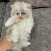 بریتیش پرشین اگزوتیک