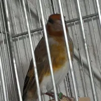 سره قناری لرخون|پرنده|اراک, |دیوار