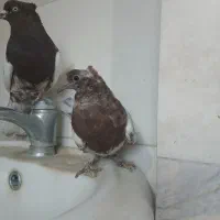 نرکله ای سرخ ب شرط تخم جوجه|پرنده|بروجرد, |دیوار