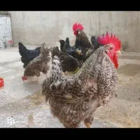 تخم نطفه دار