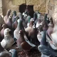 آلمانی بشرط