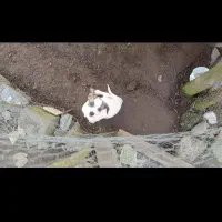 واگذاری رایگان توله سگ ۶ماهه