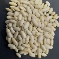 لوبیا سفید سورتی