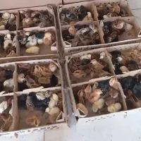 جوجه گلپایگانی و جوجه اردک