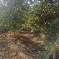 فروش باغ ۵ ساله به ثمر رسیده|فروش زمین و ملک کلنگی|بانه, |دیوار