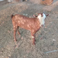 فروش بز