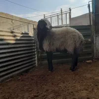 نژادشال‌بهترین‌نژاد