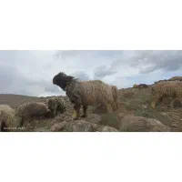 قوچ بختیاری