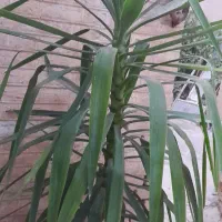 درخچه یوکا سالم وکاکسیونی|گل و گیاه طبیعی|نیشابور, شهرک فیروزه|دیوار