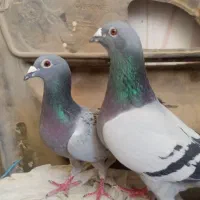 یک جفت کبوتر