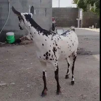 صلاله گلتوپی|حیوانات مزرعه|میناب, |دیوار