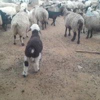 ۶۰ راس شیشک و میش دورگ بختیاری بره دار