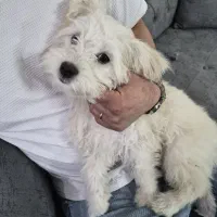 سگ شیتسو تریر سه ماه