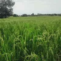 زمین‌بجاری در بجاربنه رشت|فروش دفتر صنعتی، کشاورزی، تجاری|رشت, حومه رشت|دیوار