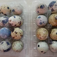 تخم بلدرچین نطفهدار با ضمانت کالا|حیوانات مزرعه|ساری, |دیوار