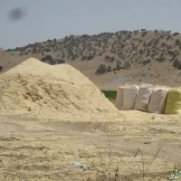 کاه درجه یک گوسفندی