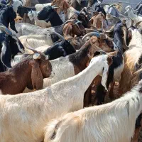 50 راس بز داشت آبستن