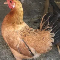مرغ عربی اصیل