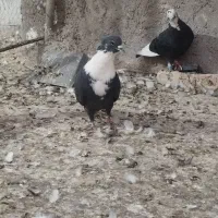 کبوتر نر و ماده زرند