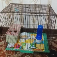فنچ|پرنده|شهر ری, حمزه‌آباد|دیوار