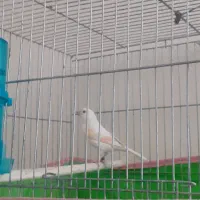 قناری مزایکی نروماده کارداده|پرنده|محمدشهر, شهرک پیام (مهرالبرز)|دیوار