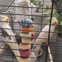 فروش عروس هلندی نروماده