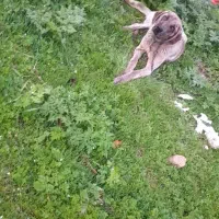 یک عدد سگ شکاری