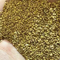 بذر یونجه آمریکایی اصل با عملکرد عالی|خدمات باغبانی و درختکاری|شوشتر, |دیوار